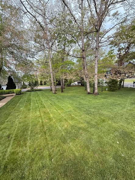Freshly striped lawn with mower lines under mature trees